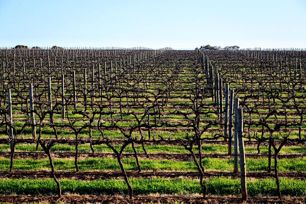 Vineyards - The Wine Sellar